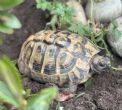 Hermanns : Female approx  15 years old (Nutmeg)